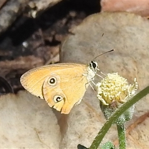 Hypocysta adiante at Litchfield Park, NT - 12 May 2025 by HelenCross