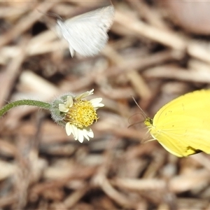 Unverified White & Yellow (Pieridae) at Litchfield Park, NT - 12 May 2025 by HelenCross