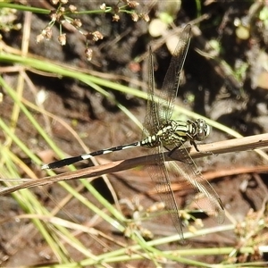 Unverified Dragonfly (Anisoptera) at Litchfield Park, NT - 12 May 2025 by HelenCross