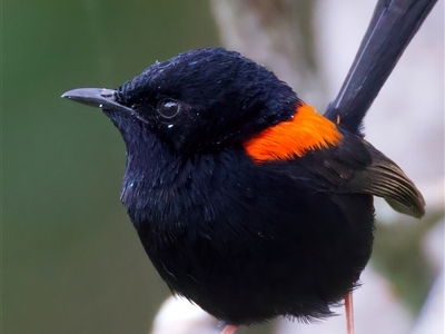 Malurus melanocephalus (Red-backed Fairywren) at Bongaree, QLD - 19 May 2025 by jb2602