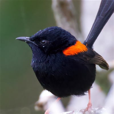 Malurus melanocephalus (Red-backed Fairywren) at Bongaree, QLD - 19 May 2025 by jb2602