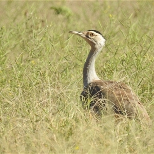 Ardeotis australis at Cossack, NT - 13 May 2025 by HelenCross