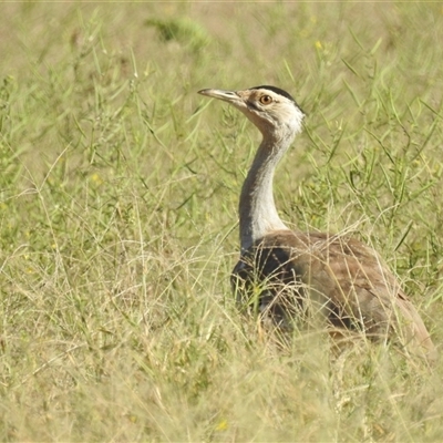 Ardeotis australis (Australian Bustard) at Cossack, NT - 13 May 2025 by HelenCross