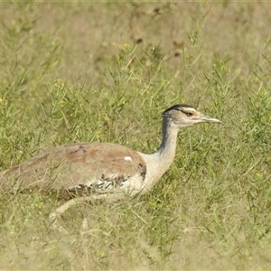 Ardeotis australis at Cossack, NT - 13 May 2025 09:21 AM