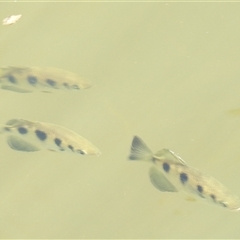 Unverified Fish at Kakadu, NT - 18 May 2025 by HelenCross