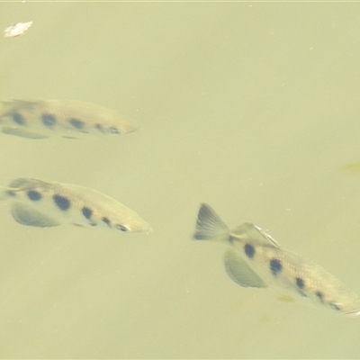 Unverified Fish at Kakadu, NT - 18 May 2025 by HelenCross