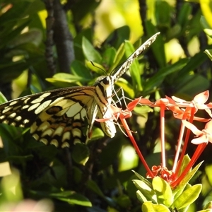 Unverified Butterfly (Lepidoptera, Rhopalocera) at Cossack, NT - 13 May 2025 by HelenCross