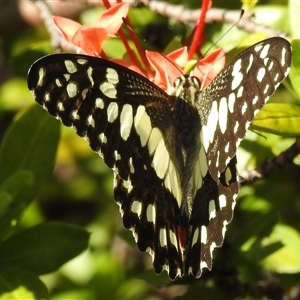 Papilio demoleus at Cossack, NT - 13 May 2025 09:56 AM