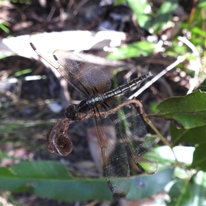 Neurothemis stigmatizans at Mataranka, NT - 13 May 2025 04:55 PM