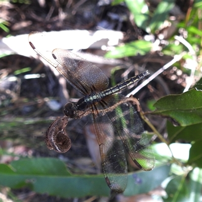 Unverified Dragonfly or Damselfly (Odonata) at Mataranka, NT - 13 May 2025 by HelenCross