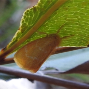 Unverified Moth (Lepidoptera) at Mataranka, NT - 13 May 2025 by HelenCross