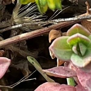 Gonocarpus tetragynus at Denman Prospect, ACT - Today by Jennybach