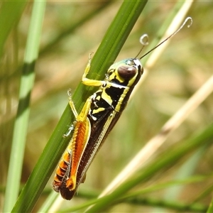 Unverified Grasshopper (several families) at Nitmiluk, NT - 14 May 2025 by HelenCross