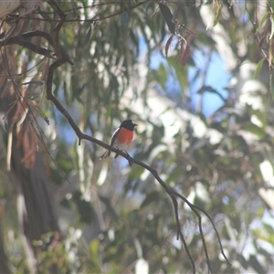 Petroica boodang at Throsby, ACT - 11 May 2025 by DougT