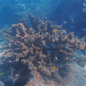 Unverified Marine Fish Uncategorised at Undefined - 14 Jul 2024 by DougT