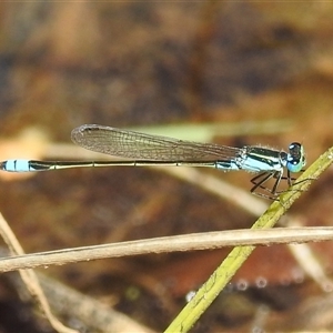 Unverified Damselfly (Zygoptera) at Nitmiluk, NT - 14 May 2025 by HelenCross
