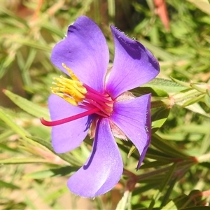 Osbeckia australiana at Nitmiluk, NT - 14 May 2025 by HelenCross
