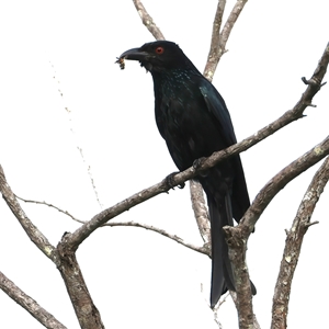 Dicrurus bracteatus at Welsby, QLD - 19 May 2025 by jb2602