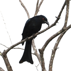 Dicrurus bracteatus at Welsby, QLD - 19 May 2025 03:22 PM