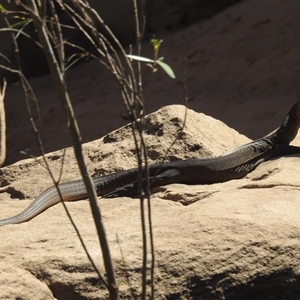 Varanus mertensi at Nitmiluk, NT - 14 May 2025 by HelenCross