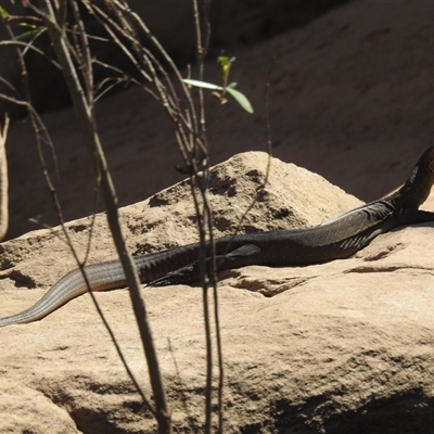 Varanus mertensi at Nitmiluk, NT - 14 May 2025 by HelenCross