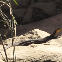 Varanus mertensi at Nitmiluk, NT - suppressed