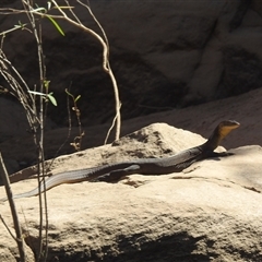 Varanus mertensi at Nitmiluk, NT - suppressed