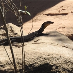 Varanus mertensi at Nitmiluk, NT - suppressed