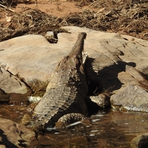 Crocodylus johnstoni at Nitmiluk, NT - 14 May 2025 by HelenCross