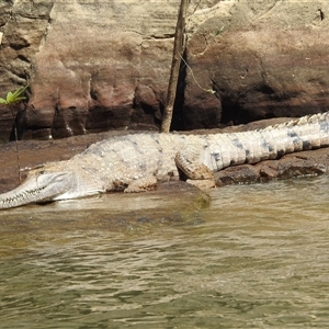 Crocodylus johnstoni at Nitmiluk, NT - 14 May 2025 by HelenCross