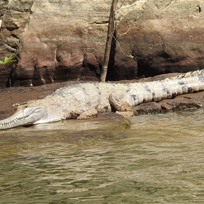 Crocodylus johnstoni (Freshwater Crocodile) at Nitmiluk, NT - 14 May 2025 by HelenCross
