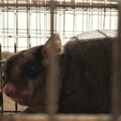 Petaurus norfolcensis (Squirrel Glider) by Dron
