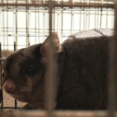 Petaurus norfolcensis (Squirrel Glider) by Dron