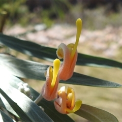Unverified Other Shrub at Nitmiluk, NT - 14 May 2025 by HelenCross