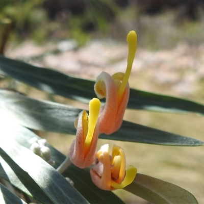 Unverified Other Shrub at Nitmiluk, NT - 14 May 2025 by HelenCross