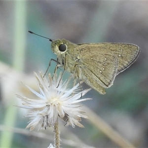 Unverified Skipper (Hesperiidae) at Cossack, NT - 14 May 2025 by HelenCross