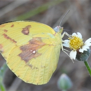 Unverified White & Yellow (Pieridae) at Cossack, NT - 14 May 2025 by HelenCross