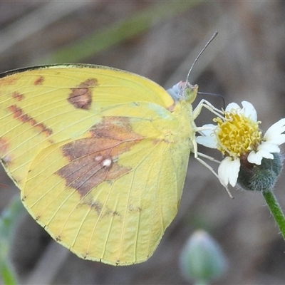 Catopsilia pomona at Cossack, NT - 14 May 2025 by HelenCross