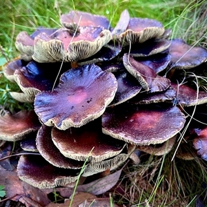 Unverified Cap on a stem; gills below cap [mushrooms or mushroom-like] at Forbes Creek, NSW - 17 May 2025 by JessBelle