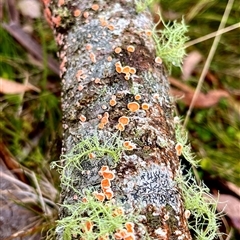 Unverified Disk-like to cup-like at Forbes Creek, NSW - 21 May 2025 by JessBelle