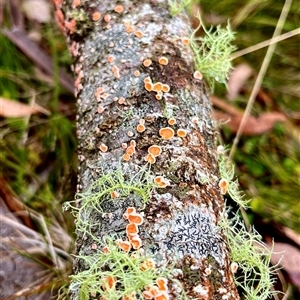 Unverified Disk-like to cup-like at Forbes Creek, NSW - Today by JessBelle