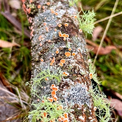 Unverified Disk-like to cup-like at Forbes Creek, NSW - 21 May 2025 by JessBelle