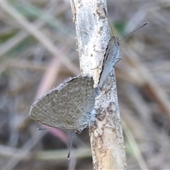 Unverified Blue or Copper (Lycaenidae) at Cossack, NT - 14 May 2025 by HelenCross
