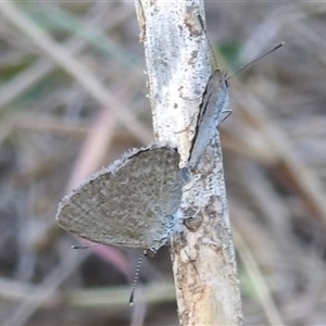 Unverified Blue or Copper (Lycaenidae) at Cossack, NT - 14 May 2025 by HelenCross