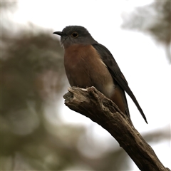 Cacomantis flabelliformis at Welsby, QLD - 19 May 2025 by jb2602