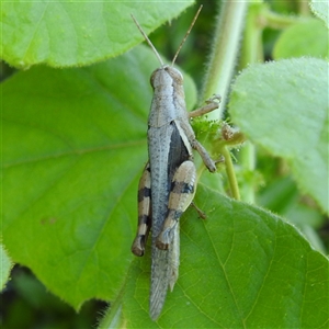 Unverified Grasshopper (several families) at Cossack, NT - 14 May 2025 by HelenCross