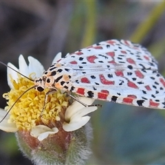 Utetheisa lotrix (Crotalaria Moth) at Cossack, NT - 14 May 2025 by HelenCross
