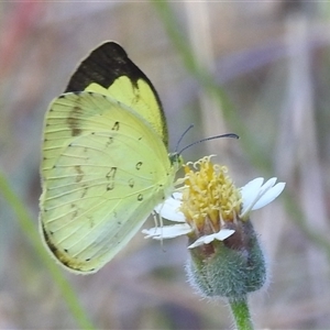 Unverified White & Yellow (Pieridae) at Cossack, NT - 14 May 2025 by HelenCross