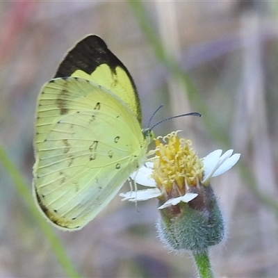 Eurema hecabe at Cossack, NT - 14 May 2025 by HelenCross