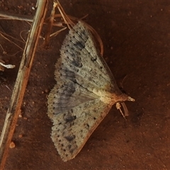 Gesonia obeditalis (An Erebid moth (Catocalini) at Cossack, NT - 14 May 2025 by HelenCross